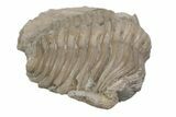 Bargain, Cybele Panderi Trilobite Fossil - Russia #363179-2